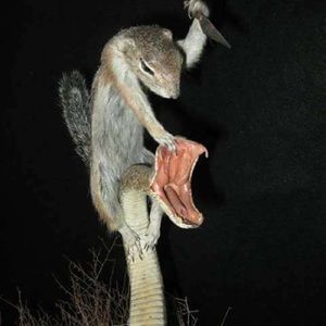 Meet your Posher, Dale